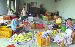 Năm 2023, xuất khẩu trái cây Việt Nam sẽ tăng trưởng đạt 20% so với năm 2022