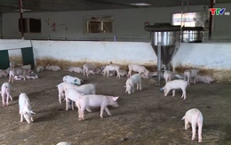 Thanh Hóa tăng cường kiểm tra, giám sát, xử lý các trường hợp sử dụng chất cấm trong chăn nuôi, giết mổ gia súc