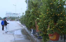 Thành phố Thanh Hóa tổ chức 24 điểm bán hoa, cây cảnh, phục vụ Tết Nguyên đán