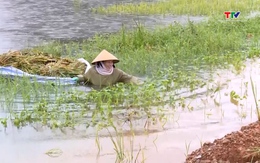 Thanh Hóa có 2650 ha cây trồng bị ngập úng do mưa lớn