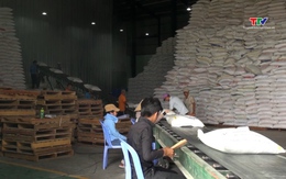 Giá gạo thế giới tăng 15 USD/tấn