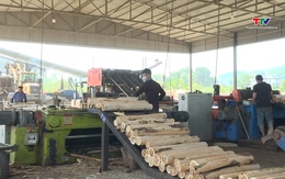 Tăng cường công tác quản lý về thu mua và chế biến gỗ keo trên địa bàn tỉnh Thanh Hóa
