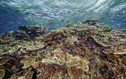 Các quốc gia huy động 12 tỷ USD phục vụ việc bảo vệ các rạn san hô