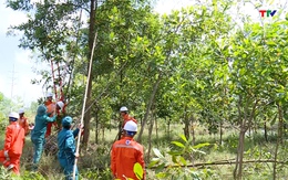 Ra quân giải tỏa hành lang an toàn lưới điện tại huyện Triệu Sơn