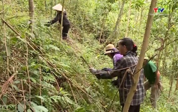 Phát triển rừng tại Thanh Hoá vẫn còn một số khó khăn