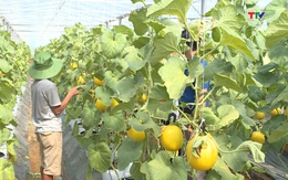 Nga Sơn đẩy mạnh ứng dụng khoa học công nghệ trong sản xuất nông nghiệp
