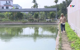 Thị trấn Tân Phong, huyện Quảng Xương phát triển nghề nuôi trồng thủy sản