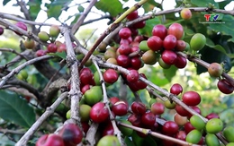 Xuất khẩu cà phê tiếp tục tăng do nguồn cung thiếu