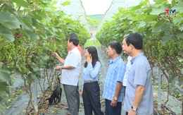 Huyện Nông Cống nâng cao giá trị sản xuất nông nghiệp
