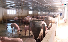 Thủ tướng chính phủ yêu cầu tăng cường phòng chống dịch tả lợn Châu Phi