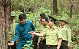 Huyện Như Thanh phát triển diện tích rừng trồng gỗ lớn