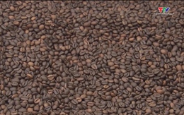Lâm Đồng: Giá cà phê tăng cao nhất trong vòng 15 năm trở lại đây