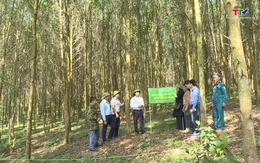 
Tổng kết Dự án trồng rừng thâm canh gỗ lớn bằng giống keo lai cấy mô