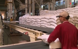 Giá gạo Việt Nam cao nhất trong vòng hơn 15 năm