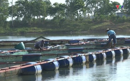Huyện Triệu Sơn có hơn 900 ha nuôi trồng thủy sản