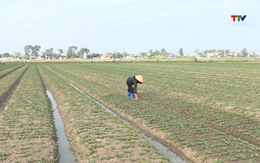 Gần 800 ha cây trồng vụ đông của huyện Hậu Lộc được liên kết sản xuất