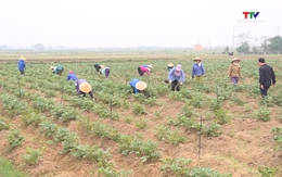 Thanh Hóa phát triển cây khoai tây vụ đông theo liên kết sản xuất