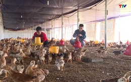 Tích cực chăm sóc đàn vật nuôi phục vụ thị trường Tết Nguyên Đán