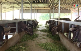 Tích cực chăm sóc đàn vật nuôi phục vụ thị  trường Tết Nguyên Đán