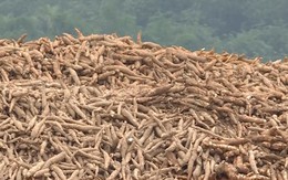 Thanh Hóa: Thu hoạch được hơn 8.700 ha sắn nguyên liệu
