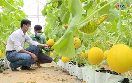 Huyện Vĩnh Lộc phát triển nông nghiệp công nghệ cao