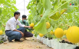 Huyện Vĩnh Lộc ứng dụng khoa học công nghệ trong sản xuất nông nghiệp