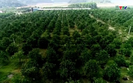 Yên Định: Chuyển đổi gần 180 ha đất sản xuất kém hiệu quả sang trồng cây ăn quả
