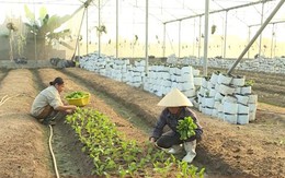 Đông Sơn: Tổng doanh thu các Hợp tác xã nông nghiệp đạt 25 tỷ đồng