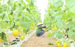 Thanh Hóa: Giá trị sản phẩm trồng trọt đạt 115 triệu đồng/ha/năm