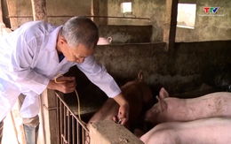 Thanh Hoá triển khai tiêm vắc xin phòng bệnh trên đàn gia súc, gia cầm