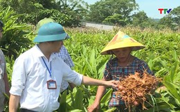 Nông dân xã Triệu Thành trồng riềng đem lại hiệu quả kinh tế ổn định