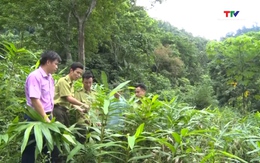 Phát triển các mô hình trồng dược liệu dưới tán rừng ở miền núi