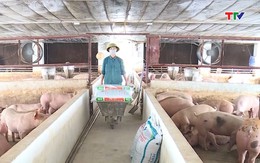 Giá thức ăn tăng cao, người chăn nuôi lợn khó tái đàn