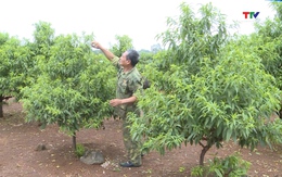 Xã Vân Sơn phát triển làng nghề trồng đào