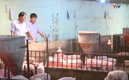 Giá lợn hơi chưa có dấu hiệu phục hồi, người chăn nuôi thua lỗ