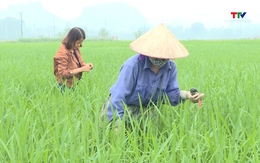 Tập trung chăm sóc, phòng trừ sâu bệnh hại lúa chiêm Xuân