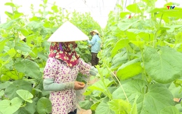 Huyện Nga Sơn tích cực chuyển đổi cơ cấu cây trồng, vật nuôi