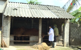 Thanh Hoá hoàn thành 56% mũi tiêm vắc xin phòng bệnh trên đàn gia súc, gia cầm
