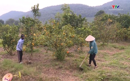 Huyện Như Xuân phát triển vùng trồng cây ăn quả theo hướng bền vững