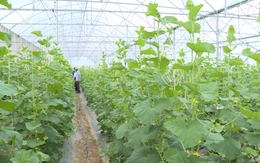 Hiệu quả thực hiện tái cơ cấu nông nghiệp ở huyện Như Xuân