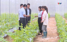 Thanh Hóa khuyến khích phát triển nông nghiệp công nghệ cao