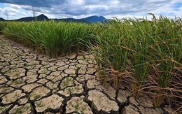 El Nino sẽ xuất hiện vào cuối tháng 5, đầu tháng 6