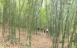 Huyện Quan Sơn đẩy mạnh phát triển rừng bền vững