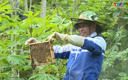 Người nông dân thoát nghèo từ nghề nuôi ong lấy mật ở Lang Chánh