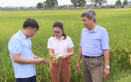 Hiệu quả liên kết sản xuất lúa nếp tại Thanh Hóa