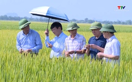 Lãnh đạo Sở Nông nghiệp và Phát triển nông thôn kiểm tra mô hình sản xuất lúa chất lượng cao