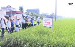 Sở Nông nghiệp và Phát triển nông thôn đánh giá giống lúa lai mới