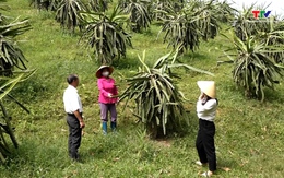 Hội nông dân xã Bình Lương giúp hội viên phát triển kinh tế