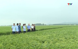 Huyện Nông Cống đẩy mạnh tích tụ, tập trung đất đai để sản xuất nông nghiệp quy mô lớn
