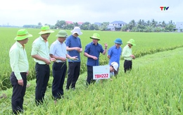 Các giống lúa mới trên đồng đất Thanh Hóa có nhiều ưu điểm, năng suất cao